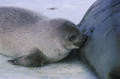 Crabeater seal (Lobodon  carcinophagus) pup suckling its mother, Antarctica