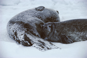 Weddell Seal mother shelters her pup from driving snow. Signy. Antarctica