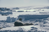 Weddell Seal & pup on sea ice. Signy, South Orkney Islands. Antarctica