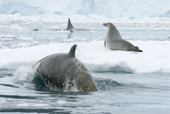Orca, killer whales, hunting a crabeater seal on an ice floe. Antarctica