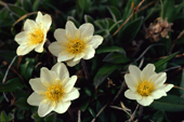 Entire leafed Arctic Avens, Dryas integrifolia. The flowers follow the sun. Greenland. 1980