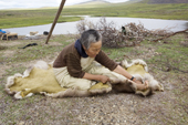 At a summer camp, Vera Rakhtuvia, a Chukchi elder, rubs reindeer faeces into a reindeer skin with her feet as part of the tanning process. Iultinsky District, Chukotka, Siberia, Russia