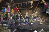 Tamara, a Chukchi woman, cooking inside her family's Yaranga (traditional tent) in the summer at a Chukchi reindeer herder's camp. Iultinsky District, Chukotka, Siberia, Russia.