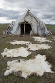 Reindeer skins drying outside a Chukchi Yaranga (tent) at a reindeer herders' summer camp on the tundra. Iultinsky District, Chukotka, Siberia, Russia
