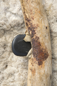 A traditional Chukchi skin scraper with a stone blade. It is used to soften reindeer skins used for clothes making. Iultinsky Disrict, Chukotka, Siberia, Russia