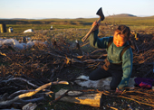 Ruslana Votgyrgina, a young Chukchi girl, using a hatchet to chop firewood at a reindeer herders' summer camp. Iultinsky District, Chukotka, Siberia, Russia
