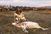 Nadia Takui, a Chukchi girl, kneels by the carcass of a dead reindeer calf that has been ritually killed during the Chukchi 'Festival of the Young Reindeer.' Iultinsky District, Chukotka, Siberia, Russia.