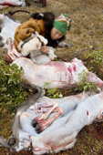 12 year old Chukchi girl, Irina Takui, skins & butchers a ritually killed reindeer, carefully laying the meat out on a bed of willow branches, during the Chukchi 'Festival of the Young Reindeer.' Iultinsky District, Chukotka, Siberia, Russia.
