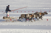 A Komi man racing his reindeer while standing up on his sled during a reindeer herders' festival in Saranpaul. Khanty-Mansiysk, Western Siberia, Russia