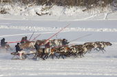 Komi men racing their reindeer at a reindeer herders' festival in Saranpaul. Khanty-Mansiysk, Western Siberia, Russia