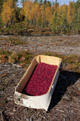 A Selkup hand made birch bark basket full of cranberries, Vaccinium oxycoccos, picked in autumn. Krasnoselkup, Yamal. Western Siberia. Russia.