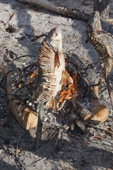 A fish (golden eye) being roasted over an open fire at a Selkup summer camp in the forest. Krasnoselkup, Yamal, Western Siberia, Russia