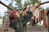 Rita Morokova, a young Selkup woman, hangs fish up to smoke and dry over an open fire at a summer camp in the forest. Krasnoselkup, Yamal, Western Siberia, Russia