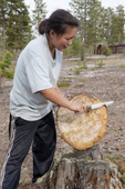 Lena Kuboleva, a young Selkup woman, removing sand from a loaf of traditional Selkup bread after baking dough in hot sand, at her family's summer camp in the forest. Krasnoselkup, Yamal, Western Siberia, Russia.