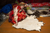 Marina Valeeva, a Komi woman, spreads a reindeer skin out on the floor of her tent which she will use to make a coat for her daughter. Yamal, Western Siberia, Russia