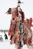 A Siberia Jay (Perisoreus infaustus) feeds on raw reindeer meat hanging up outside at a Komi reindeer herders' winter camp. Yamal, Western Siberia, Russia