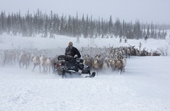 Nikolai Valeev, a Komi reindeer herder, rounding up draught reindeer at their winter pastures with his snowmobile and dog. Yamal, Western Siberia, Russia
