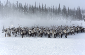 A reindeer herd at their winter pastures being gathered by Komi herders. Yamal, Western Siberia, Russia