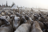 Komi herders working with their draught reindeer in a corral at their winter camp. Yamal, Western Siberia, Russia.