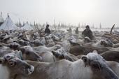 Komi herders working with their draught reindeer in a corral at their winter camp. Yamal, Western Siberia, Russia.