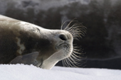 Crabeater seal portrait, Vernadsky station, W Antarctic Peninsula, 2006. Print size to A4.(8 x 11.5 inches)