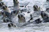 Antarctic Fur Seals in the water. Salisbury Plain, South Georgia Island, March 2006. Print size to A4.(8 x 11.5 inches)