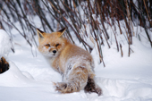 N.American Red Fox (Vulpes fulva) has snow on her face. Red foxes are moving into the Arctic where they compete with the resident Arctic Foxes. Montana, U.S.A.