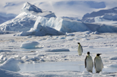 Emperor Penguin adults in a blue landscape of icebergs and sea ice. Snow Hill Island Colony. Antarctica