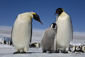Emperor Penguin chick leans on a parent at Snow Hill Island. Antarctic Peninsula.