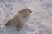 Adult male Polar Bear stretches full length on the snow to cool off. Churchill. Canada.