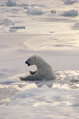 Polar Bear falls through thin Autumn sea ice. Cape Churchill, Canada.