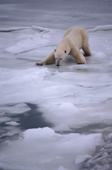 Polar Bear on thin ice distrubuting his weight. Cape Churchill, Canada.