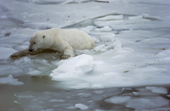 Polar Bear on thin ice distrubuting his weight. Cape Churchill, Canada.