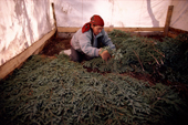 A Cree woman, Elizabeth Brien, lays spruce twigs on the tent floor at a bush camp. Quebec, Canada. 1988