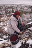 Cree woman, Elizabeth Brien picking cranberries near her camp in the autumn. Quebec, Canadian subarctic. 1988