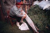 Cree woman, Elizabeth Brien, cleaning an otter skin which has been stretched. Quebec, Canada. 1988
