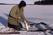 Cree trapper checks his net set under the ice of a  frozen lake. Quebec, Canada. 1988