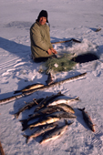 Billy Edwards, a Cree hunter with catch of Whitefish & Suckers caught in a net under the ice. Northern Quebec, Canada. 1988