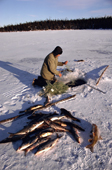 Billy Edwards, Cree hunter with catch of white fish & Suckers.His fishing net is set under ice. Quebec, Canada. 1988