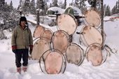 Cree hunter, Abel Brien, with a number of beaver skins stretched onto frames to dry. Quebec, Canada. 1988