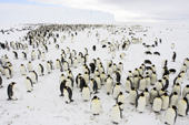 Emperor Penguin adults and chicks gather near an iceberg. Luitpold Coast. East Antarctica
