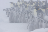Emperor Penguin colony in a blizzard. Adults & chicks huddle together for warmth. Luitpold Coast. East Antarctica