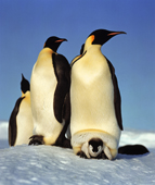 Emperor Penguin chick on its parents feet. Weddell Sea, Antarctica