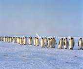 Emperor Penguins return in columns from feeding grounds Weddell Sea, Antarctica