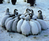 Emperor Penguins chicks huddle together for warmth. Weddell Sea, Antarctica