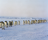 Emperor Penguins return in columns from feeding grounds Weddell Sea, Antarctica