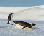 Emperor Penguin travels on its front on sea ice. Weddell Sea, Antarctica