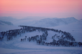 Reindeer migrate through the Kildal Valley to summer pastures. Travel is easier at night. Finnmark, N.Norway. 1985