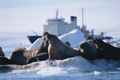 A group of walruses on an ice floe in front of the Russian icebreaker Kapitan Dranitsyn. Franz Josef Land