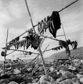 Whale meat and intestines dry in the wind on an inuit family's drying rack at Inerssussat. Qaanaaq. Thule, Northwest Greenland. 1971